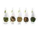 Coffret thé vert TeaForte 20 pyramides Assortiment