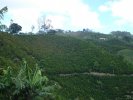 Café Colombie Risaralda El Pital Bacarat Estate, micro lot 2