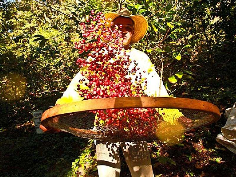 Café Brésil Fazenda Ambiental - Terroir Mococa - Bob O Link