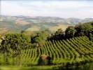 Café Brésil Fazenda Ambiental - Terroir Mococa - Bob O Link